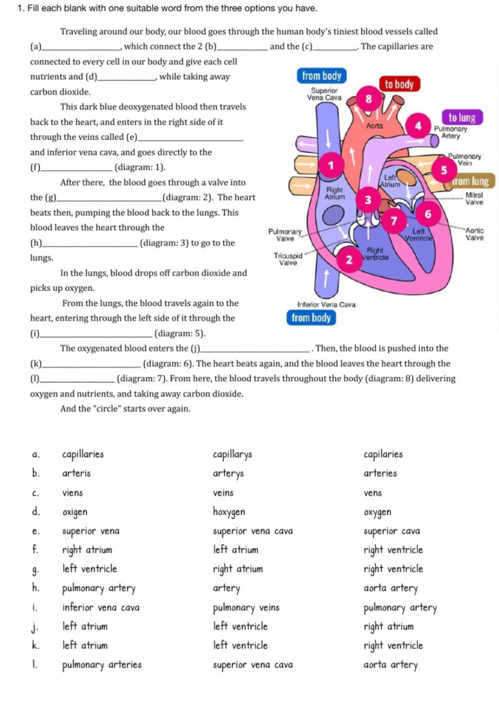SCIENCE Circulatory System Worksheet