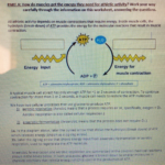 Solved PART A How Do Muscles Get The Energy They Need For Chegg