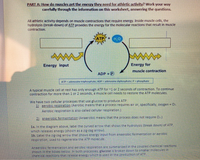 Solved PART A How Do Muscles Get The Energy They Need For Chegg