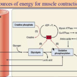 Sources Of Energy For Muscle Contraction Muscle Physiology YouTube