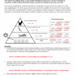 Trophic Level Pyramid Worksheets 99Worksheets