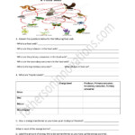 Trophic Levels Energy Transfer Video Notes With Quiz Worksheet