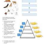 Trophic Levels Interactive Worksheet