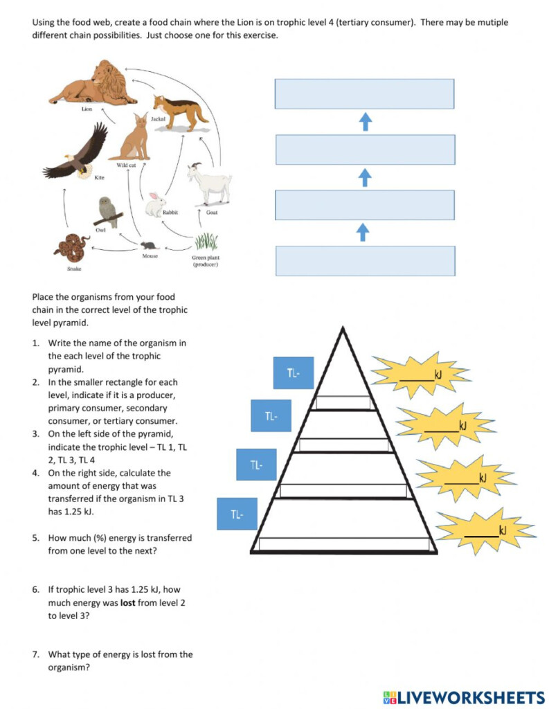 Trophic Levels Interactive Worksheet