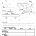 Unit Iv Cell Energy Worksheet Doc Template PdfFiller