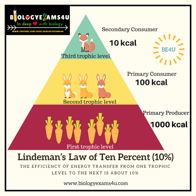 What Percentage Of Energy Is Transferred From One Trophic Level DEFNITI