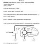 Worksheet Cellular Respiration And Cell Energy