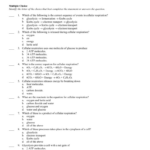 Worksheet Chapter 9 Energy In A Cell Answers Section 1 Db excel