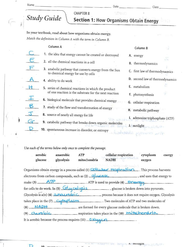 Worksheet Chapter 9 Energy In A Cell Answers Section 1 Db excel