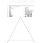 Worksheet Trophic Levels Worksheet Worksheet Fun Worksheet Study Site